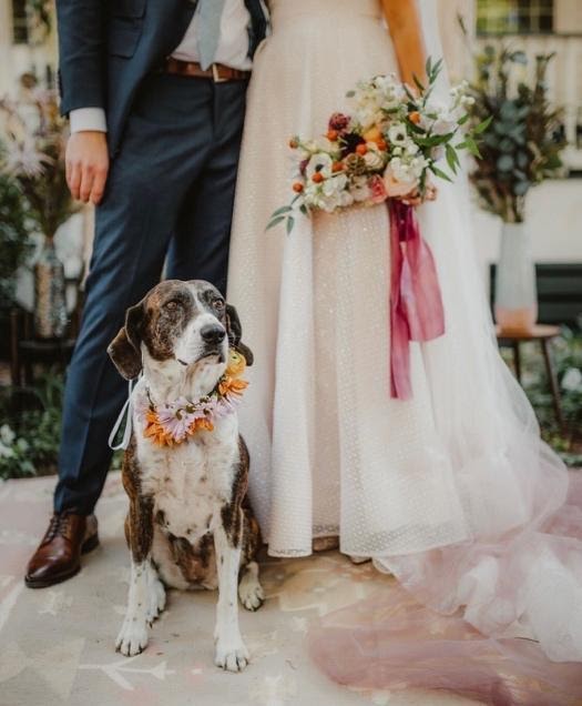 A picture containing dog, person, standingDescription automatically generated