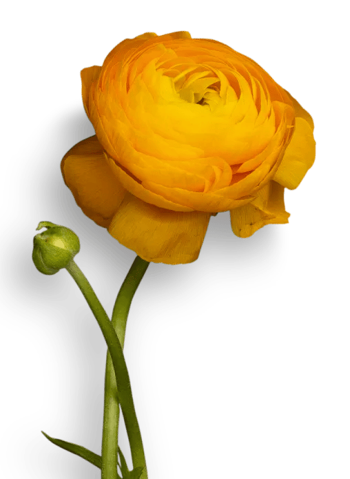 a yellow flower with a black background